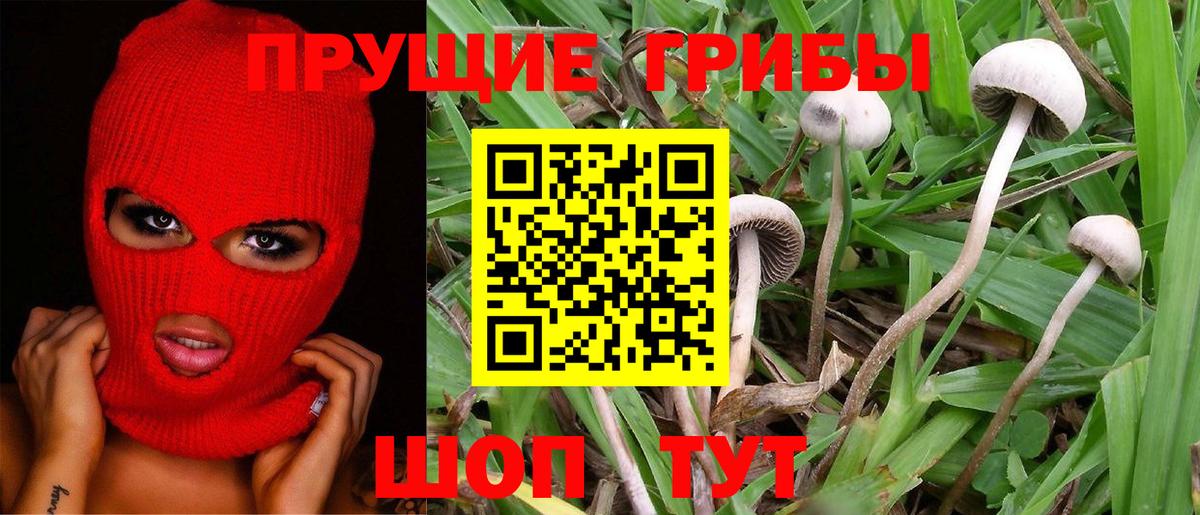 Кропоткин  Галлюциногенные грибы Psilocybe  Вход с VPN 